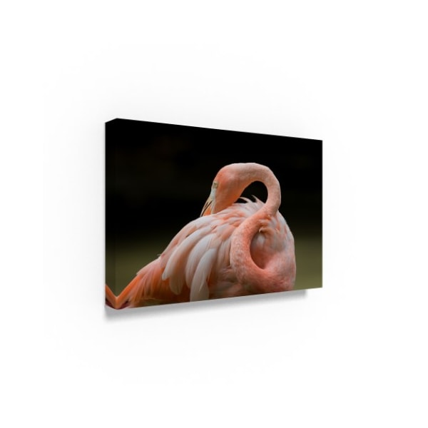 Robert Michaud 'Pink Flamingo' Canvas Art,30x47